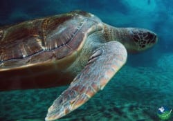 Santa Rosa National Park turtle