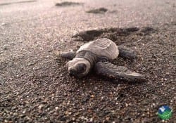 Baby Turtle in Ostional