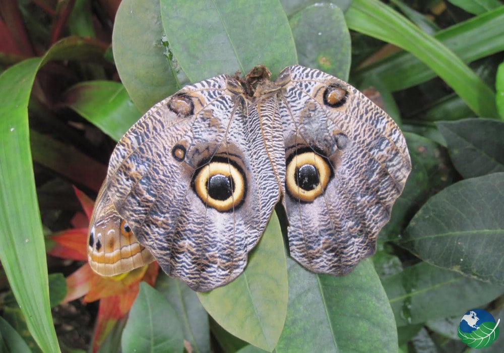 Butterfly Farm Costa Rica - Located in beautiful Alajuela