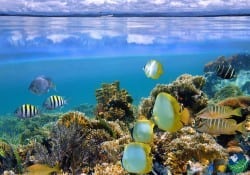 Cahuita Costa Rica Snorkeling
