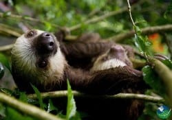 Wildlife Refuge Sloth