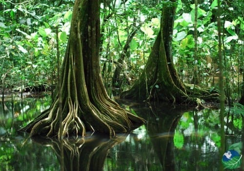 Las maravillas de la selva de Costa Rica. - BricsLat