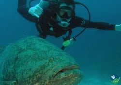Scuba Diving Costa Rica Manuel Antonio Big Fish