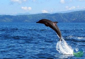 Golfo Dulce Naturaleza