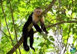 Manuel Antonio Monkey