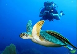 Scuba Diving Costa Rica