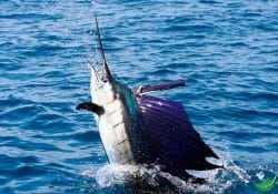 Guanacaste Fishing in Costa Rica Sword Fish