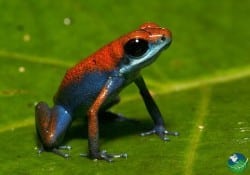 costa rica national parks frog