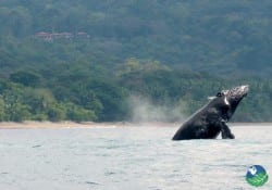 Tour observación de ballenas en Costa Rica