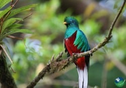 Birding Quetzal