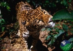 jaguar nature in costa rica