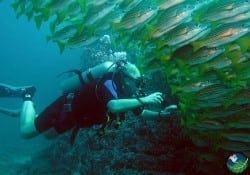 Buceo Isla del Caño