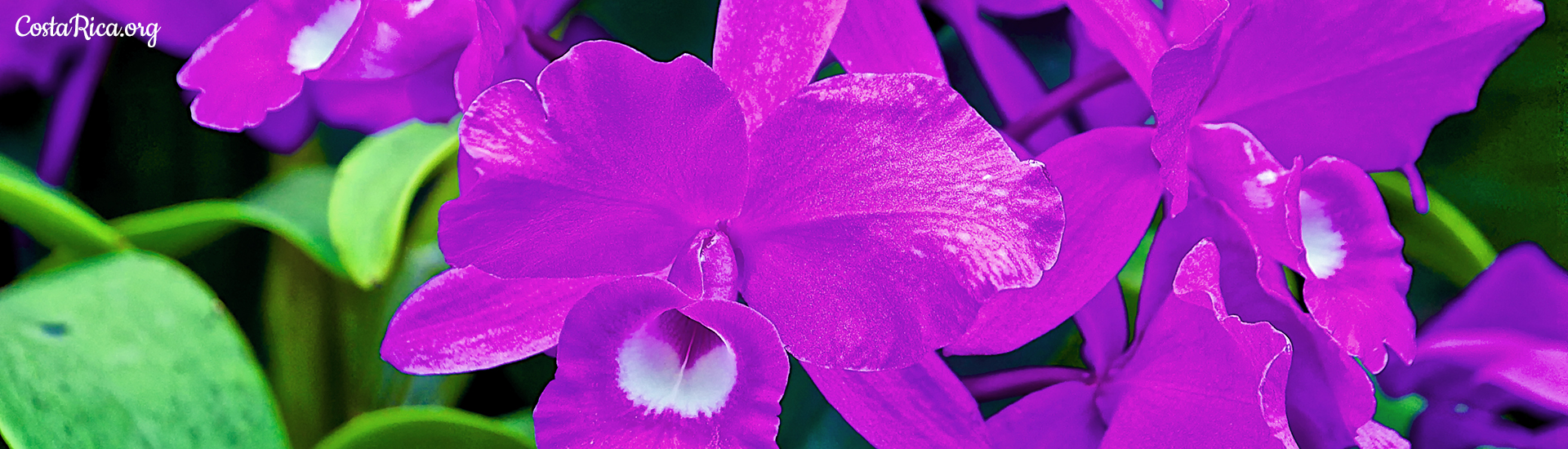 Guaria Morada - La Flor Nacional de Costa Rica - CostaRica.org