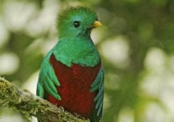 Quetzal en el San Isidro Costa Rica