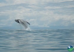 Uvita Costa Rica Whale Jumping