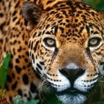 Jaguar of Costa Rica