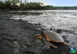 Green Turtle Guanacaste