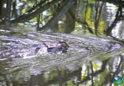 Estuary Mangroves Tamarindo