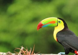 Palo Verde National Park Tucan