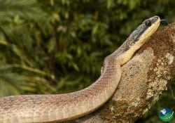 Bird Snake