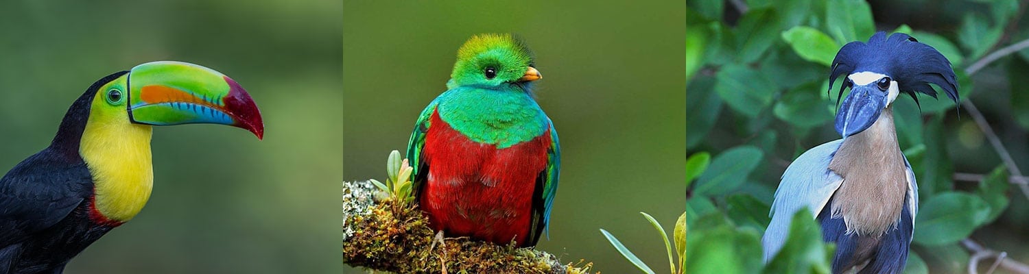 Birds of Costa Rica - Including the Costa Rica National Bird