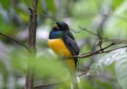 Black Throated Trogon