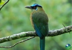 Blue Crowned Motmot