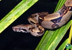 Boa Constrictor