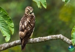 Broad-winged-Hawk