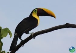 Black-mandibled Toucan