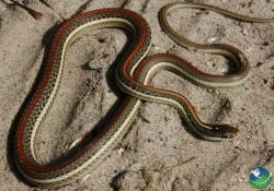 Common Road Garter