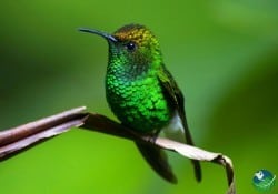 Costa Rica Nature Tours, the Coppery Headed Emerald