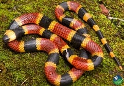 Coral Snake