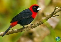 Crimson Collared Tanager