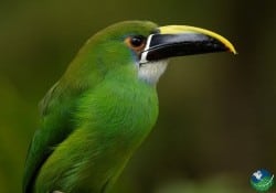 Emerald Toucan