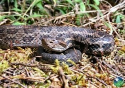 Godmans Viper
