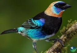 Golden-hooded-Tanager