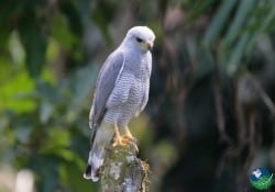 gray hawk