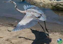 Great Blue heron