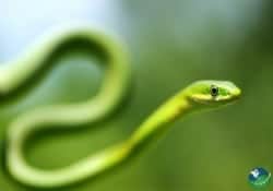 Green Vine Snake