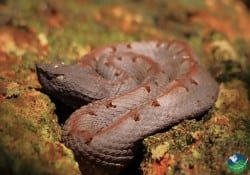 hog nosed pit viper