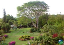 Hotel Bougainvillea Garden