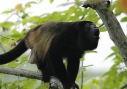 Howler Monkey