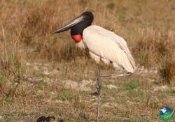 Jabiru stork