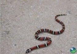 king snake