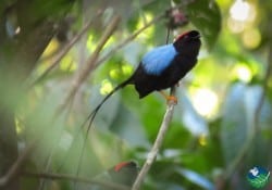 Long Tailed Manakin