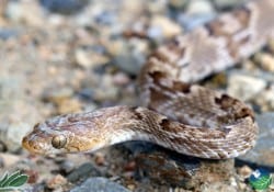 Lyre snake