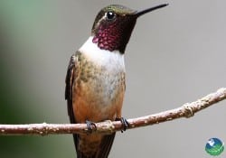 Magenta Throated Woodstar