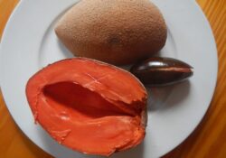 Mamey Sapote