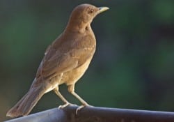 Clay Colored Thrush